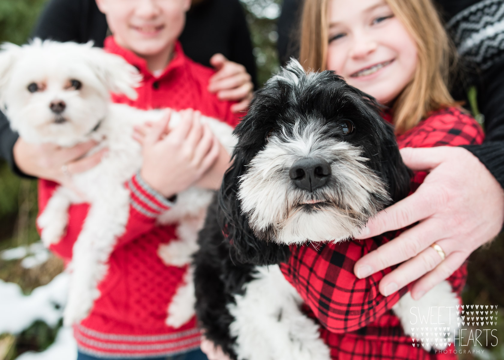 holiday mini sessions minneapolis