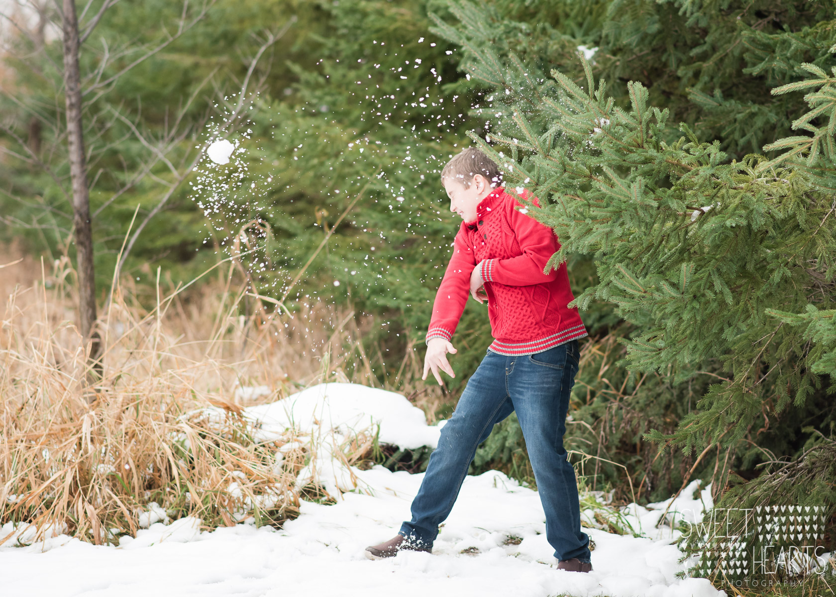 holiday mini sessions minneapolis